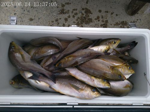 イサキの釣果