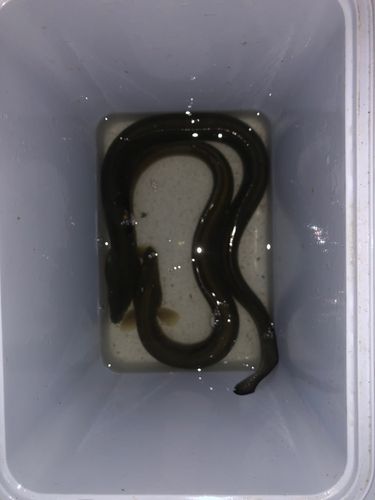 ウナギの釣果