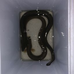 ウナギ