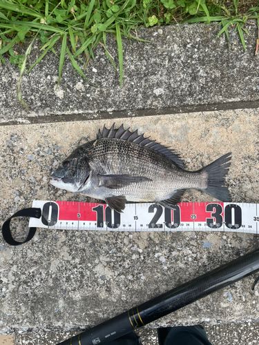 クロダイの釣果