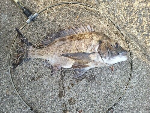 チヌの釣果