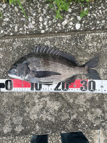 クロダイの釣果