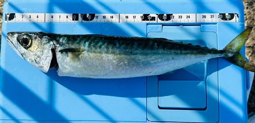 サバの釣果