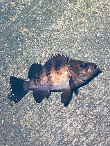 メバルの釣果