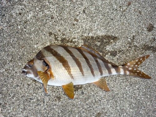 タカノハダイの釣果