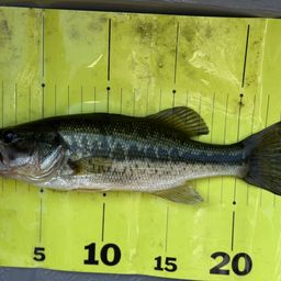 ラージマウスバス