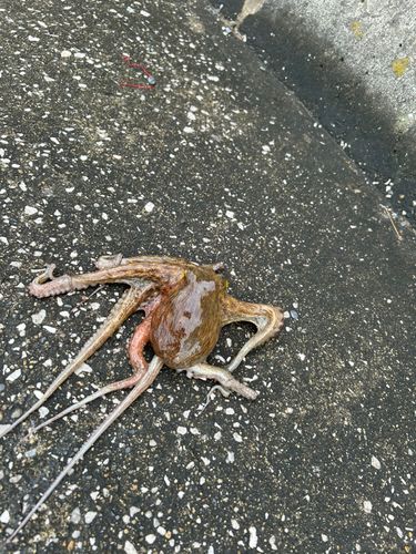 タコの釣果