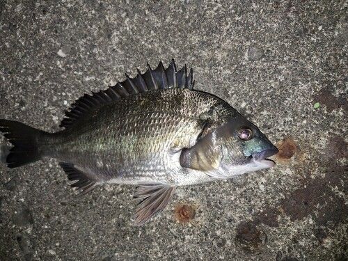 チヌの釣果