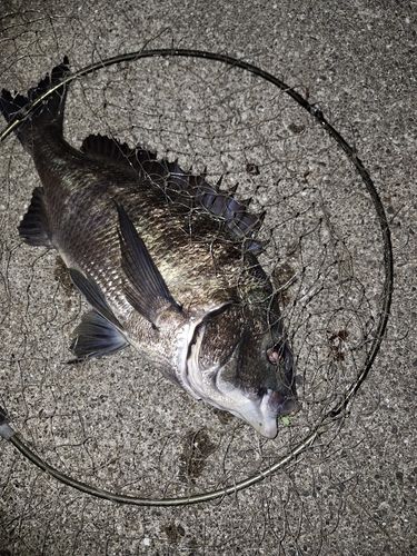 チヌの釣果