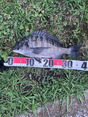 クロダイの釣果