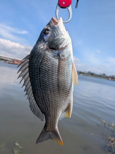 キビレの釣果