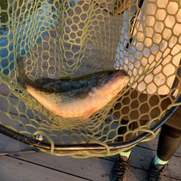 ラージマウスバス