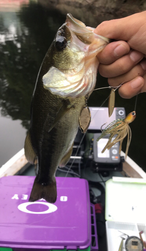 ラージマウスバスの釣果