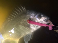 キビレの釣果