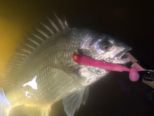 キビレの釣果