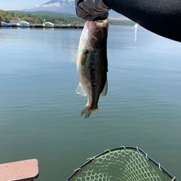 ラージマウスバス