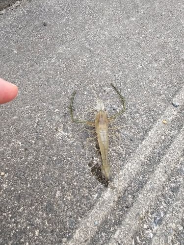 テナガエビの釣果