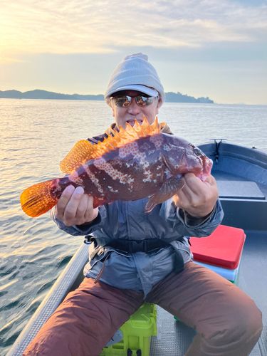 キジハタの釣果