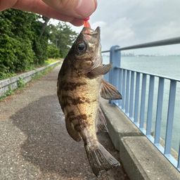 メバル