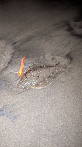 ソゲの釣果