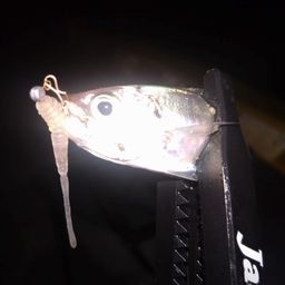 アジ