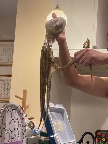 タコの釣果
