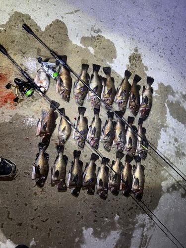 アカメバルの釣果