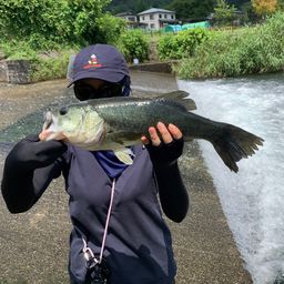 ラージマウスバス