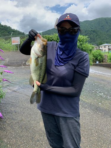ラージマウスバスの釣果
