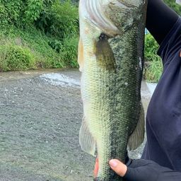 ラージマウスバス