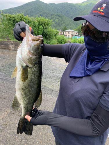 ラージマウスバスの釣果