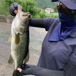 ラージマウスバス