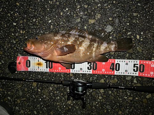 アコウの釣果