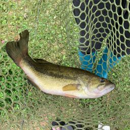 ラージマウスバス