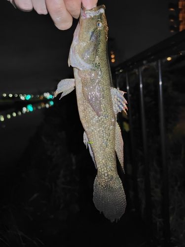 カワアナゴの釣果