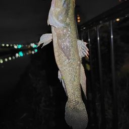 カワアナゴ