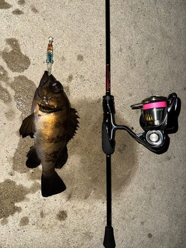 メバルの釣果