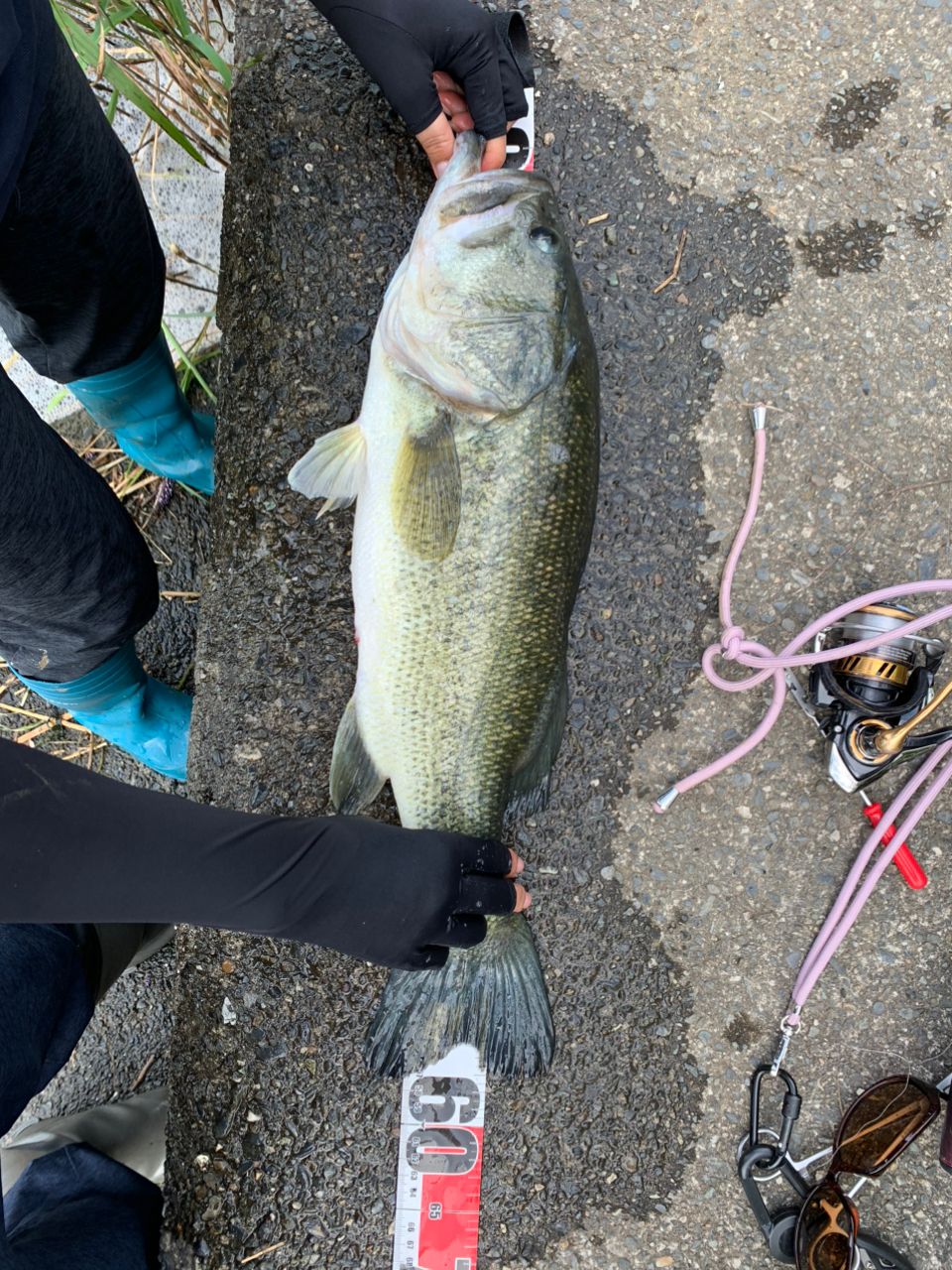 ラージマウスバス