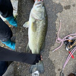 ラージマウスバス