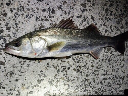 スズキの釣果