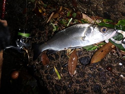 セイゴ（ヒラスズキ）の釣果