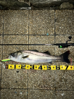 シーバスの釣果