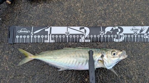 マルアジの釣果