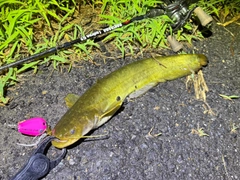 ナマズの釣果