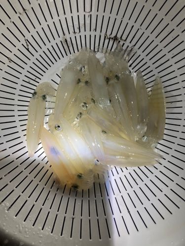 ヒイカの釣果