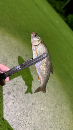 ウグイの釣果