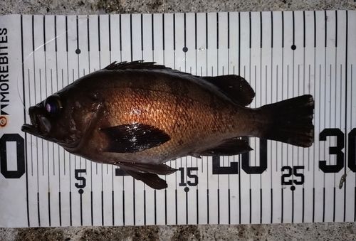 メバルの釣果