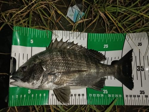 クロダイの釣果