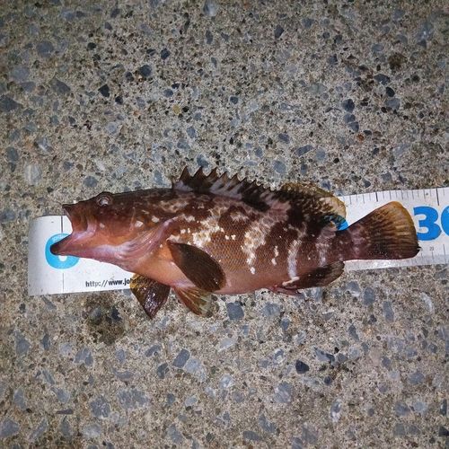 キジハタの釣果