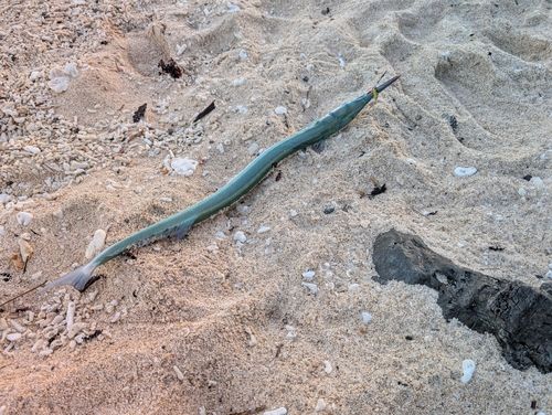 リュウキュウダツの釣果